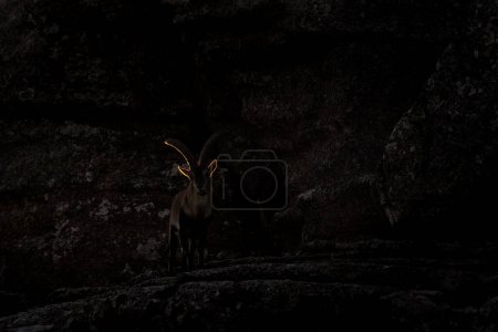 Téléchargez les photos : Bouquetin ibérique sur le rocher dans Natural Torcal de Antequera. Bouquins rares dans les Pyrénées. Animaux rares en Espagne. - en image libre de droit