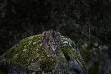 Photo for Iberian lynx is laying on the rock. Reintroduced lynx in  Pyrenees. Rare animals in Spain. - Royalty Free Image
