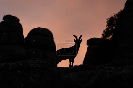 Téléchargez les photos : Bouquetin ibérique sur le rocher dans Natural Torcal de Antequera. Bouquins rares dans les Pyrénées. Animaux rares en Espagne. - en image libre de droit
