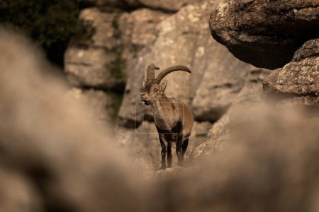 Foto de Íbice ibérico sobre la roca en el Torcal Natural de Antequera. Ibex raro en los Pirineos. Animales raros en España. - Imagen libre de derechos