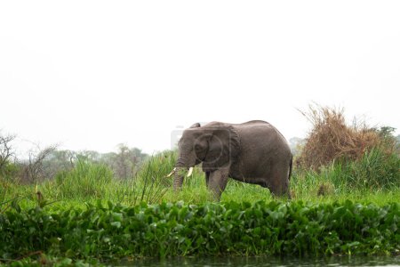 Téléchargez les photos : Éléphants d'Afrique près du barrage dans le parc national de Murchison Falls. Le groupe d'éléphants près du lac. Safari en Ouganda. - en image libre de droit