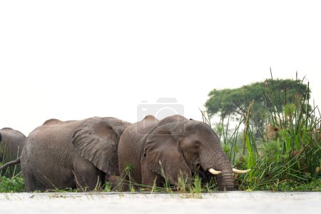 Téléchargez les photos : Éléphants d'Afrique près du barrage dans le parc national de Murchison Falls. Le groupe d'éléphants près du lac. Safari en Ouganda. - en image libre de droit