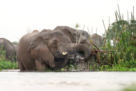 Foto de Elefantes africanos cerca de la presa en el parque nacional Murchison Falls. El grupo de elefantes cerca del lago. Safari en Uganda. - Imagen libre de derechos