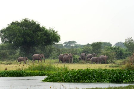 Photo for African elephants near the dam in Murchison Falls national park. The group of elephant near the lake. Safari in Uganda. - Royalty Free Image