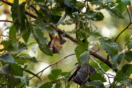 Téléchargez les photos : Batte fruitière colorée à la paille sur arbre en Ouganda. Colonie de chauves-souris pendant la journée. Groupe de renards volants sur l'arbre. - en image libre de droit