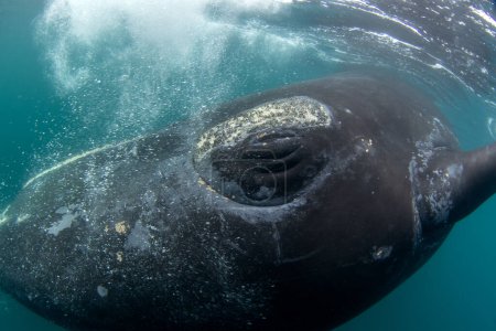 Téléchargez les photos : La baleine noire du Sud reste à côté de la péninsule de Valds. Rencontre étroite avec la baleine noire dans l'eau. Baleine en voie de disparition à la surface. - en image libre de droit