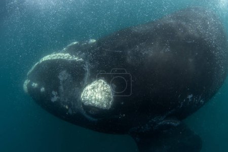 La baleine noire du Sud reste à côté de la péninsule de Valds. Rencontre étroite avec la baleine noire dans l'eau. Baleine en voie de disparition à la surface. 
