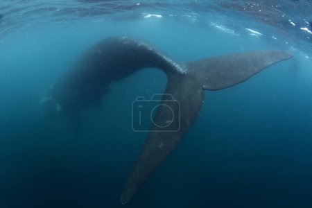 Südlicher Rechtswal hält sich in der Nähe der Halbinsel Valds auf. Enge Begegnung mit dem richtigen Wal im Wasser. Bedrohter Wal an der Oberfläche. 