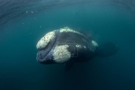 Südlicher Rechtswal hält sich in der Nähe der Halbinsel Valds auf. Enge Begegnung mit dem richtigen Wal im Wasser. Bedrohter Wal an der Oberfläche. 