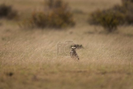 Foto de El búho enterrador se esconde en la hierba. Búho en la península Valds. Búho que vive en la madriguera. - Imagen libre de derechos