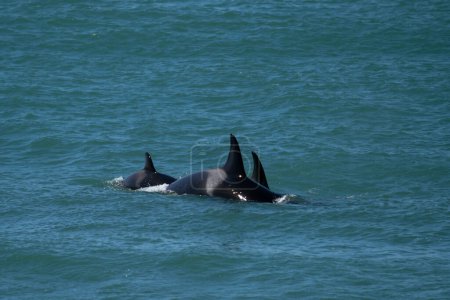 Foto de Las orcas se alojan junto a la península de Valds. Las ballenas asesinas cazan focas cerca de la costa. Ballena en peligro cerca de la superficie. - Imagen libre de derechos