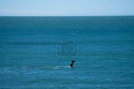Téléchargez les photos : Les Orques restent près de la péninsule de Valds. Les épaulards chassent le phoque près de la côte. Baleine menacée près de la surface. - en image libre de droit