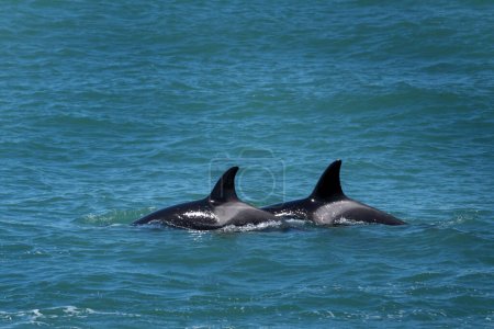 Foto de Las orcas se alojan junto a la península de Valds. Las ballenas asesinas cazan focas cerca de la costa. Ballena en peligro cerca de la superficie. - Imagen libre de derechos