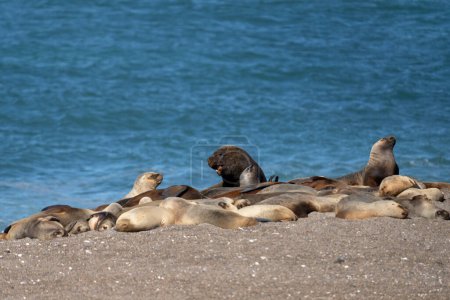 Robbenmännchen beschützen ihre Gruppe am Strand. Südamerikanische Seehunde in Argentinien. Männchen von Arctocephalus australis tagsüber. 
