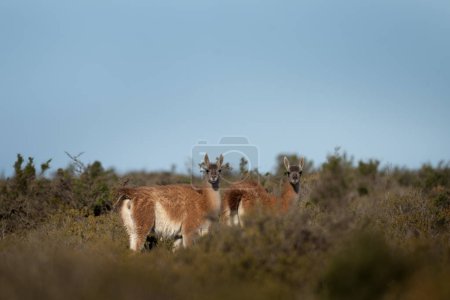 Troupeau de guanaco llama en Patagonie. De vastes terres sauvages en Argentine. Llamas dans la péninsule de Valds.  