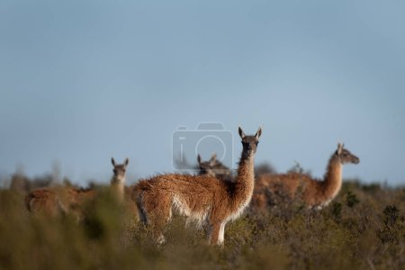 Photo for Herd of guanaco llama in Patagonia. Vast wild land in Argentina. Llamas in Valds peninsula. - Royalty Free Image