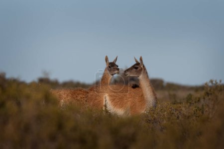 Herd of guanaco llama in Patagonia. Vast wild land in Argentina. Llamas in Valds peninsula.  