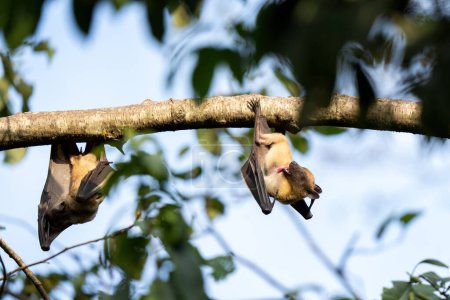 Téléchargez les photos : Des chauves-souris fruitières se reposent sur la branche. Eidolon helvum lors d'un safari en Ouganda. - en image libre de droit