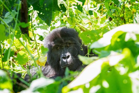 Calm gorilla in Bwindi national park. Safari in uganda