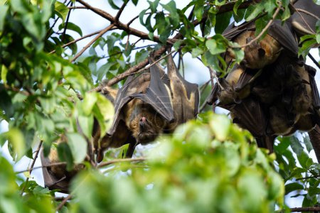 Photo for Fruit bats are resting on the branch. Eidolon helvum during safari in Uganda. - Royalty Free Image