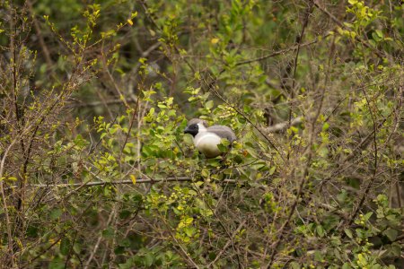 Téléchargez les photos : A visage nu, un oiseau se cache dans le parc ougandais. Crinifer personatus sur la branche. Safari dans le parc national Reine Elizabeth. - en image libre de droit