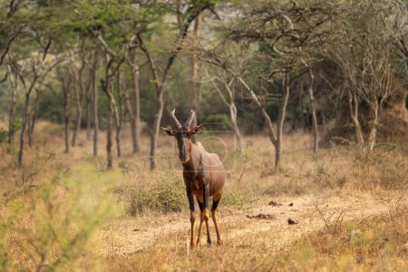 Topi en el prado. Damaliscus lunatus está comiendo en los pastizales. Safari en el Parque Nacional Reina Isabel. Antílopes durante el safari en África.