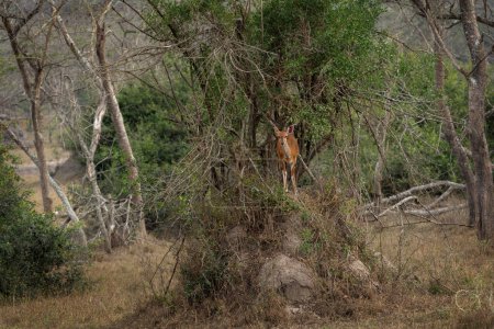 Téléchargez les photos : Buisson nordique dans le parc national de la Reine-Elizabeth. Une antilope dans les buissons. Safari en Ouganda. - en image libre de droit