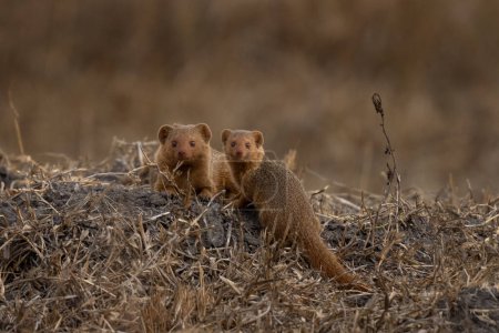 Common dwarf mongoose near the burrow in Uganda's park. Helogale parvula in the group. Safari in the Queen Elizabeth national park.