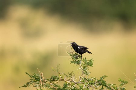 Photo for Sooty chat is singing on the branch in Uganda. Myrmecocichla nigra with open beak. Safari in the Queen Elizabeth national park. - Royalty Free Image