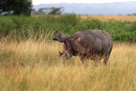 Foto de Hipopótamo adulto en el prado. Hipopótamo está bostezando en el suelo. Safarin en el parque nacional Queen Elizabeth. El animal más peligroso de África con la boca abierta. . - Imagen libre de derechos