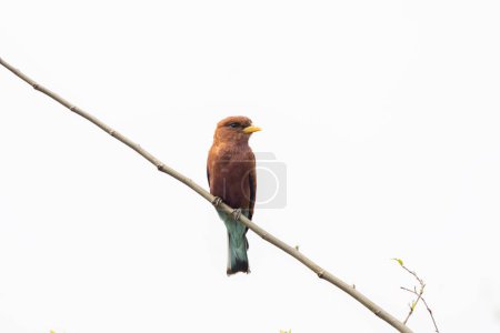 Photo for Broad billed roller is sitting on the branch. Eurystomus glaucurus near the river bank. Safari in the Queen Elizabeth national park. Roller during safari in Uganda. - Royalty Free Image