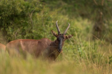 Foto de Topi en el prado. Damaliscus lunatus está comiendo en los pastizales. Safari en el Parque Nacional Reina Isabel. Antílopes durante el safari en África. - Imagen libre de derechos