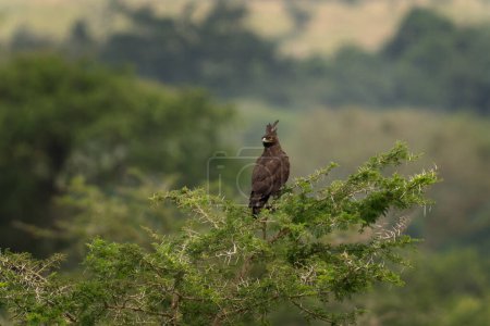 Long crested eagle is sitting on the akacie. Eagle is patrolling in Queen Elizabeth national park. Safari in Uganda. 