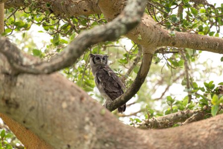 Verreaux eagle owl is sitting on the branch. Giant eagle owl is patrolling in Queen Elizabeth national park. Safari in Uganda. 