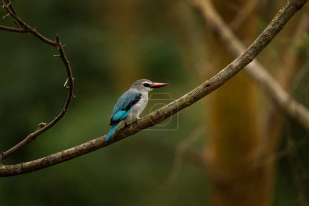Manglar martín pescador en el parque nacional Reina Isabel. Halcyon senegaloides en los arbustos. Safari en Uganda. Pescador real gris con alas azules.
