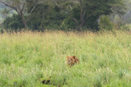 Foto de Lion está descansando en el parque Queen Elizabeth. León se esconde en los arbustos. Safari en Uganda. - Imagen libre de derechos