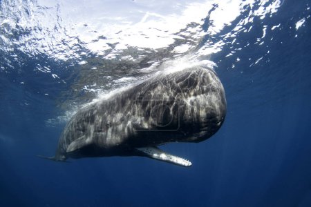 Huge sperm whale near the surface. Whale with open mouth. The largest toothed animal in the world. Swimming with whales.