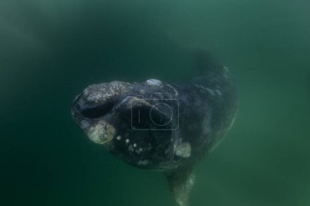 Ballena franca del sur cerca de la superficie. ballena rara cerca de la costa argentina. Nadar con ballenas.