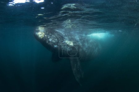 Südlicher Rechter Wal in der Nähe der Oberfläche. Seltener Wal in der Nähe der argentinischen Küste. Schwimmen mit Walen.