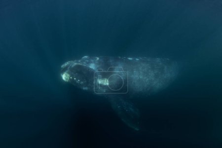 Ballena franca del sur cerca de la superficie. ballena rara cerca de la costa argentina. Nadar con ballenas.