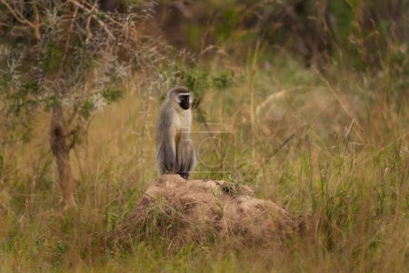 Grivet está sentado en la colina. Pequeño mono en el prado. Safari en Uganda. 