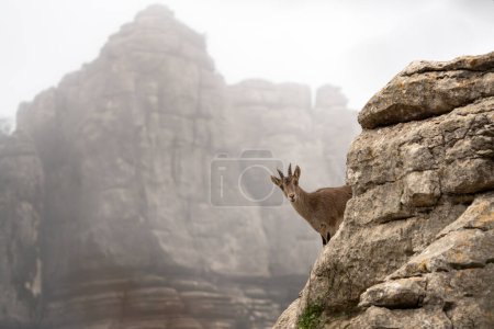 Téléchargez les photos : Bouquetin ibérique dans les rochers espagnols. Les bouquetins sauvages grimpent dans les montagnes. Chèvres en danger à Paraje Natural Torcal de Antequera en Espagne. - en image libre de droit