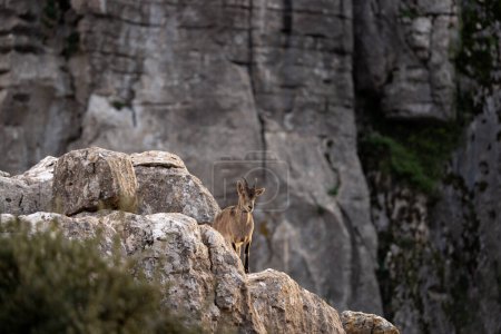 Iberische Steinböcke in Spaniens Felsen. Wilde Steinböcke klettern in den Bergen. Bedrohte Ziegen im Paraje Natural Torcal de Antequera in Spanien.