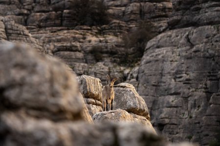 Téléchargez les photos : Bouquetin ibérique dans les rochers espagnols. Les bouquetins sauvages grimpent dans les montagnes. Chèvres en danger à Paraje Natural Torcal de Antequera en Espagne. - en image libre de droit