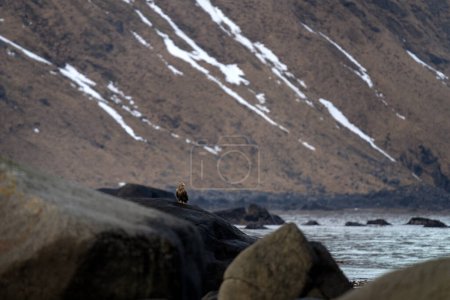 Seeadler auf den Lofoten. Adler an der Küste. Seeadler sitzen auf der Spitze des Steins. 