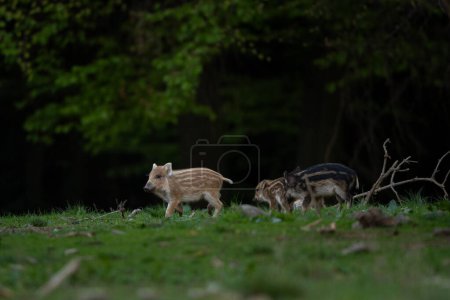Foto de Cerda silvestre en el bosque de primavera. Jabalí salvaje con lechones pequeños. - Imagen libre de derechos