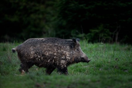 Photo for Wild sow in the spring forest. Wild boar with small piglets. - Royalty Free Image