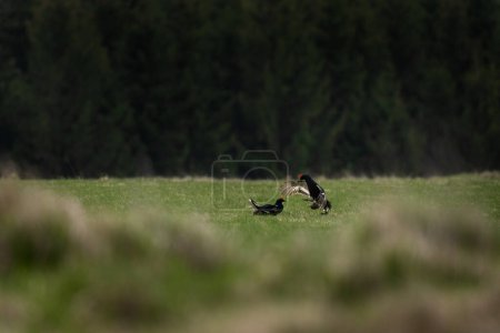 Des tétras noirs se battent dans la prairie. Deux mâles de tétras pendant le combat. Printemps européen nature. 