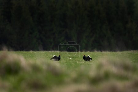 Birkhühner kämpfen auf der Wiese. Zwei Raufußhuhnmännchen im Kampf. Europäische Frühlingsnatur. 