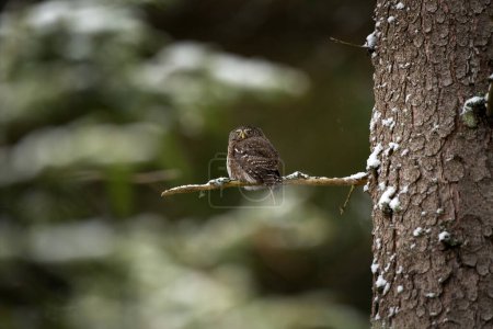 Photo for Eurasian pygmy owl is sitting on the branch. Small owl in the forest. European wildlife. - Royalty Free Image